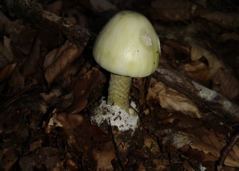 Grüner Knollenblätterpilz (Amanita phalloides) - © Bernard Wieser